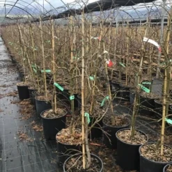 Japanse Esdoorn (Acer Palmatum 'Viridis') -Tuin Stek Verkoop 6 2