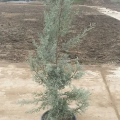 Cipres (Cupressus Arizonica 'Glauca') -Tuin Stek Verkoop 7888f186 82df 40f0 a6e3 5c48ccda9904