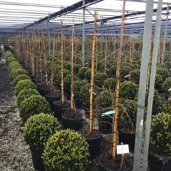 Japanse Esdoorn (Acer Palmatum 'Viridis') -Tuin Stek Verkoop 7 2