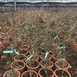 Japanse Esdoorn (Acer Palmatum 'Viridis') -Tuin Stek Verkoop 8 1