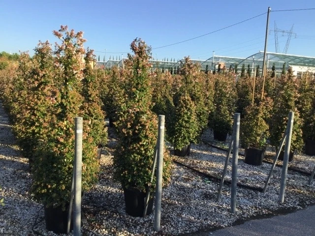 Abelia Als Piramide (Abelia Grandiflora) 1 Abelia Als Piramide (Abelia Grandiflora)