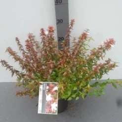 Abelia (Abelia Grandiflora 'Sherwood') -Tuin Stek Verkoop abelia grandiflora sherwood 1