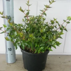 Abelia (Abelia Grandiflora 'Sherwood') -Tuin Stek Verkoop abelia sherwood c3 18 7 2019 1