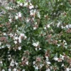Abelia (Abelia Grandiflora 'Sherwood')