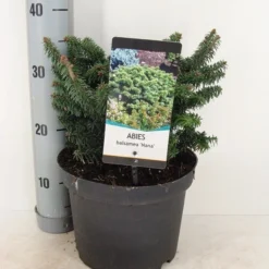 Dwerg Balsemden (Abies Balsamea 'Nana') 5 Dwerg Balsemden (Abies Balsamea 'Nana') -Tuin Stek Verkoop abies balsemea nana c5 m
