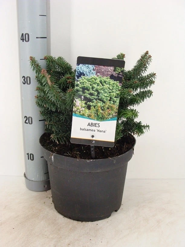 Dwerg Balsemden (Abies Balsamea 'Nana') 3 Dwerg Balsemden (Abies Balsamea 'Nana') - Afbeelding 3