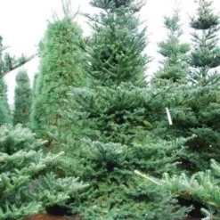 Koreaanse Zilverspar (Abies Koreana) 24 Koreaanse Zilverspar (Abies Koreana) -Tuin Stek Verkoop abies koreana