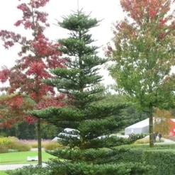 Koreaanse Zilverspar (Abies Koreana) 31 Koreaanse Zilverspar (Abies Koreana) -Tuin Stek Verkoop abies koreana 1