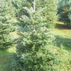 Koreaanse Zilverspar (Abies Koreana) 20 Koreaanse Zilverspar (Abies Koreana) -Tuin Stek Verkoop abies koreana 125 150 1