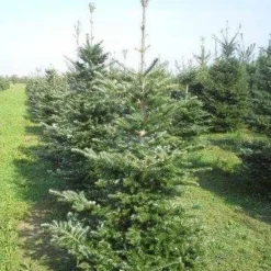 Koreaanse Zilverspar (Abies Koreana) 19 Koreaanse Zilverspar (Abies Koreana) -Tuin Stek Verkoop abies koreana 175 200