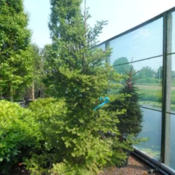 Koreaanse Zilverspar (Abies Koreana) 23 Koreaanse Zilverspar (Abies Koreana) -Tuin Stek Verkoop abies koreana 200 250