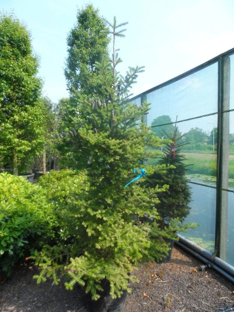 Koreaanse Zilverspar (Abies Koreana) 8 Koreaanse Zilverspar (Abies Koreana) - Afbeelding 8