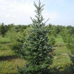 Koreaanse Zilverspar (Abies Koreana) 21 Koreaanse Zilverspar (Abies Koreana) -Tuin Stek Verkoop abies koreana 200 250 1