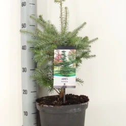 Koreaanse Zilverspar (Abies Koreana)