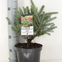 Koreaanse Zilverspar (Abies Koreana 'Silberlocke') -Tuin Stek Verkoop abies koreana silberlocke c3 m 2