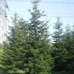 Nordmann-spar (Abies Nordmanniana) 25 Nordmann-spar (Abies Nordmanniana) -Tuin Stek Verkoop abies nordmaniana 550