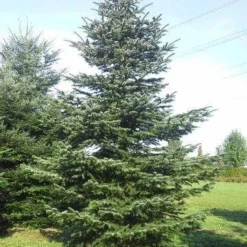 Nordmann-spar (Abies Nordmanniana) 26 Nordmann-spar (Abies Nordmanniana) -Tuin Stek Verkoop abies nordmaniana 650 1