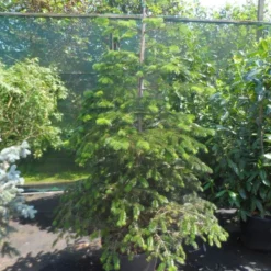 Nordmann-spar (Abies Nordmanniana) 22 Nordmann-spar (Abies Nordmanniana) -Tuin Stek Verkoop abies nordmanniana 150 175 200