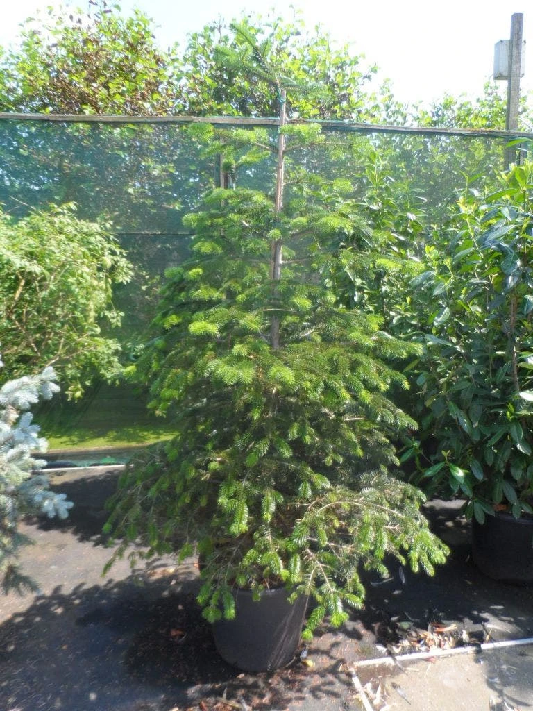 Nordmann-spar (Abies Nordmanniana) 9 Nordmann-spar (Abies Nordmanniana) - Afbeelding 9