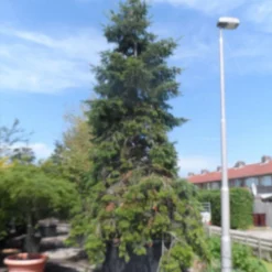 Nordmann-spar (Abies Nordmanniana) 21 Nordmann-spar (Abies Nordmanniana) -Tuin Stek Verkoop abies nordmanniana 400 500 c1500