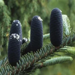 Koreaanse Zilverspar (Abies Koreana) 30 Koreaanse Zilverspar (Abies Koreana) -Tuin Stek Verkoop abkorean 6