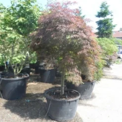 Japanse Esdoorn (Acer Palmatum 'Garnet') -Tuin Stek Verkoop acer garnet 120 130stam extra