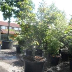 Japanse Esdoorn (Acer Japonicum 'Aconitifolium') -Tuin Stek Verkoop acer japonicum aconitifolium 175 200 c350