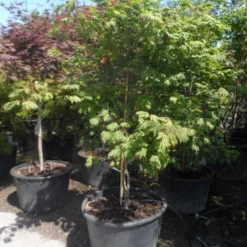 Japanse Esdoorn (Acer Japonicum 'Aconitifolium') -Tuin Stek Verkoop acer japonicum aconitifolium 200 225 c200