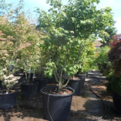 Japanse Esdoorn (Acer Japonicum 'Aconitifolium') -Tuin Stek Verkoop acer japonicum aconitifolium 250 300 c350 extra