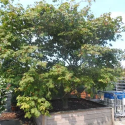 Japanse Esdoorn (Acer Japonicum 'Aconitifolium') -Tuin Stek Verkoop acer japonicum aconitifolium solitair