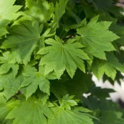 Japanse Esdoorn (Acer Japonicum 'Vitifolium')