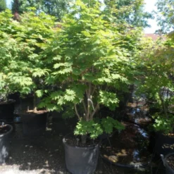 Japanse Esdoorn (Acer Japonicum 'Vitifolium') -Tuin Stek Verkoop acer japonicum vitifolium 175 200 c110