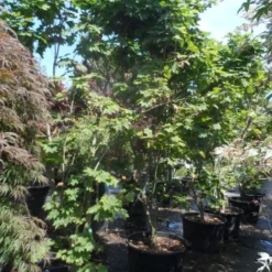 Japanse Esdoorn (Acer Japonicum 'Vitifolium') -Tuin Stek Verkoop acer japonicum vitifolium 250 300 c130