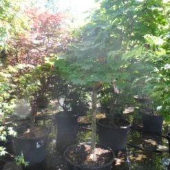 Japanse Esdoorn (Acer Japonicum 'Vitifolium') -Tuin Stek Verkoop acer japonicum vitifolium halfstam c130