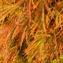 Japanse Esdoorn (Acer Palmatum 'Dissectum') -Tuin Stek Verkoop acer p. dissectum achtergrond 2
