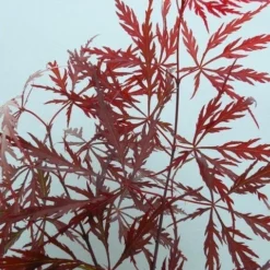 Japanse Esdoorn (Acer Palmatum 'Garnet') -Tuin Stek Verkoop acer p. garnet 2