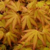 Japanse Esdoorn (Acer Palmatum 'Orange Dream')