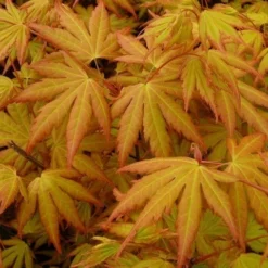 Japanse Esdoorn (Acer Palmatum 'Orange Dream')