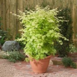 Japanse Esdoorn (Acer Palmatum 'Orange Dream') -Tuin Stek Verkoop acer p. orange dream1
