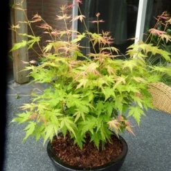 Japanse Esdoorn (Acer Palmatum 'Orange Dream') -Tuin Stek Verkoop acer p. orange dream 2