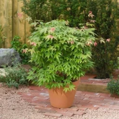 Japanse Esdoorn (Acer Palmatum 'Osakazuki') -Tuin Stek Verkoop acer p. osakazuki1