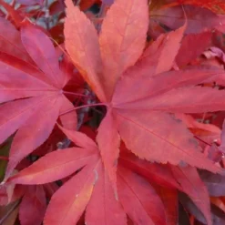 Japanse Esdoorn (Acer Palmatum 'Osakazuki') -Tuin Stek Verkoop acer p. osakazuki 2