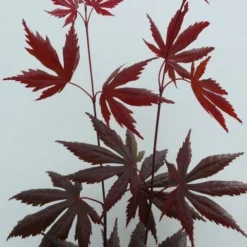 Japanse Esdoorn (Acer Palmatum 'Trompenburg') -Tuin Stek Verkoop acer p. trompenburg 2