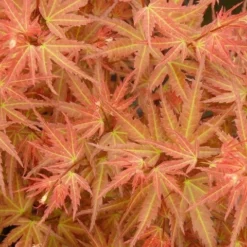 Japanse Esdoorn (Acer Palmatum 'Wilson's Pink Dwarf') -Tuin Stek Verkoop acer p. wilsons pink dwarf 1