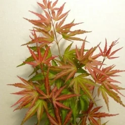 Japanse Esdoorn (Acer Palmatum 'Wilson's Pink Dwarf') -Tuin Stek Verkoop acer p. wilsons pink dwarf 2