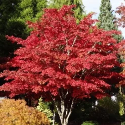 Japanse Esdoorn (Acer Palmatum 'Atropurpureum') -Tuin Stek Verkoop acer palm. atropurpureum 3