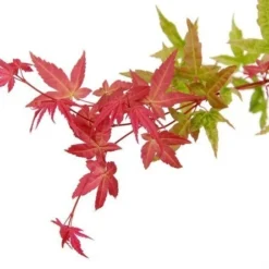 Japanse Esdoorn (Acer Palmatum 'Beni-maiko') -Tuin Stek Verkoop acer palm. beni maiko zoom 1