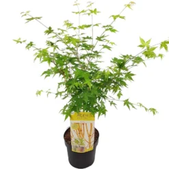 Japanse Esdoorn (Acer Palmatum 'Bi Hoo') -Tuin Stek Verkoop acer palm. bi hoo