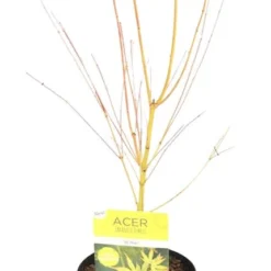 Japanse Esdoorn (Acer Palmatum 'Bi Hoo') -Tuin Stek Verkoop acer palm. bi hoo kaal