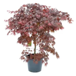 Japanse Esdoorn (Acer Palmatum 'Bloodgood') -Tuin Stek Verkoop acer palm. bloodgood c50